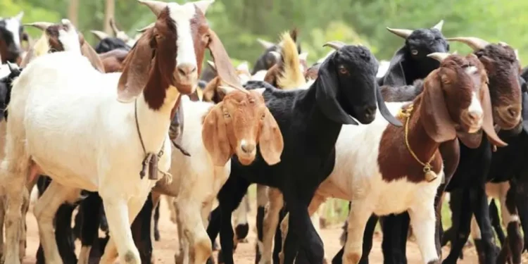 दाङमा खसी–बोकाको मूल्य निर्धारण