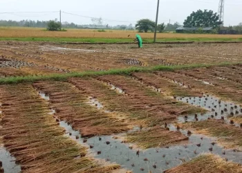 नेपालगञ्जको राप्तीसोनारीमा वर्षाले धानबालीमा क्षति