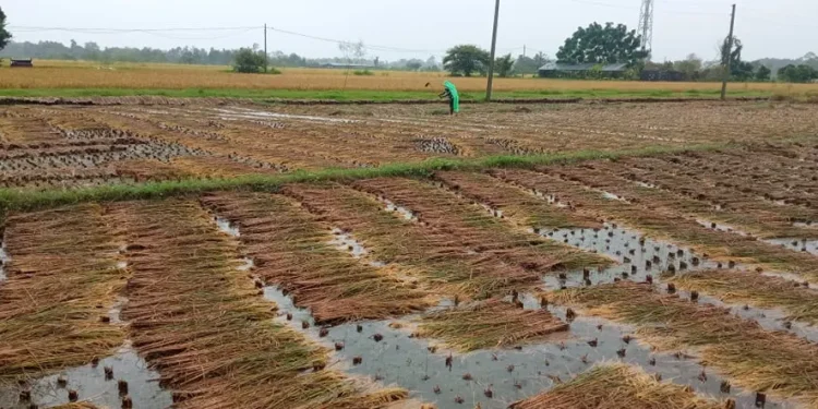 नेपालगञ्जको राप्तीसोनारीमा वर्षाले धानबालीमा क्षति