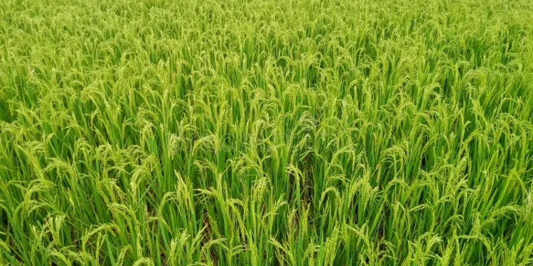 धान काट्दै हुनुहुन्छ ? यस्तो छ तीन दिनको मौसम