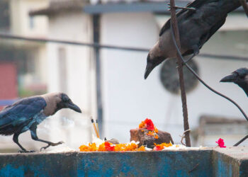 आज काग तिहार मनाइँदै
