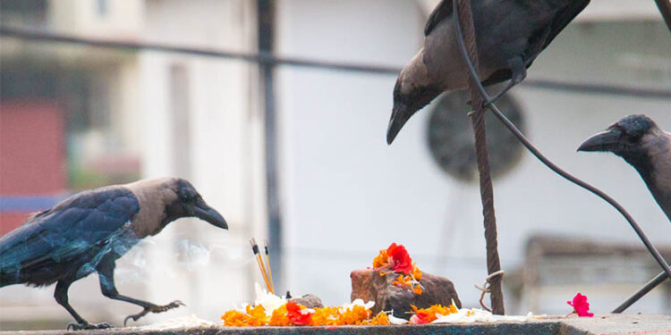 आज काग तिहार मनाइँदै