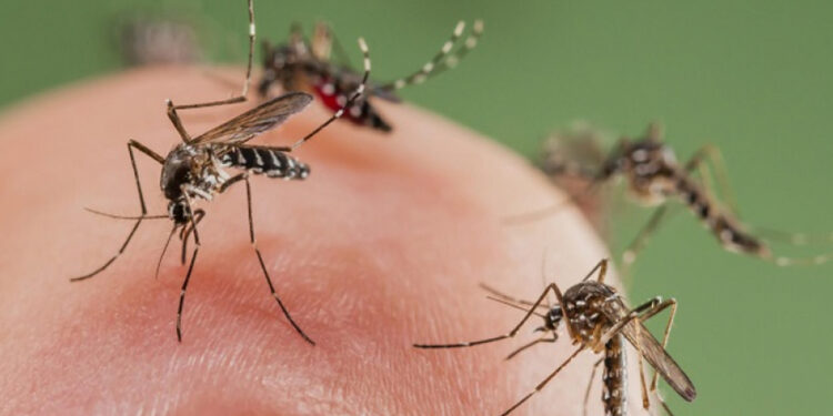 देशभर डेङ्गी सङ्क्रमण फैलिँदै, १९ हजारभन्दा धेरै सङ्क्रमित