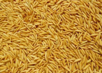 दाङमा एक लाख ७८ हजार सात सय मेट्रिक टन धान उत्पादन