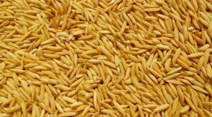 दाङमा एक लाख ७८ हजार सात सय मेट्रिक टन धान उत्पादन