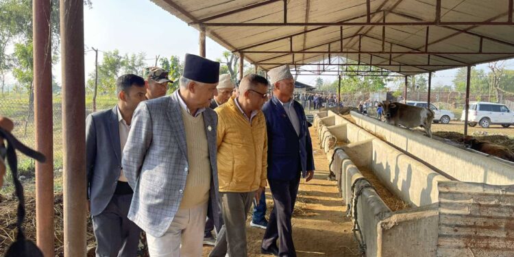 छाडा पशु चौपायाको नश्ल सुधार गरेर उत्पादन क्षमता बढाउने कार्यक्रम ल्याउछौंः मुख्यमन्त्री आचार्य