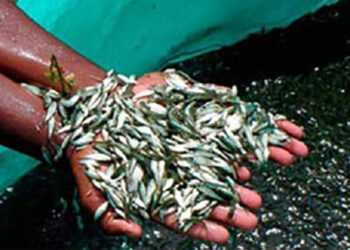 बाँकेमा दुई करोडभन्दा बढी माछाका भुरा उत्पादन