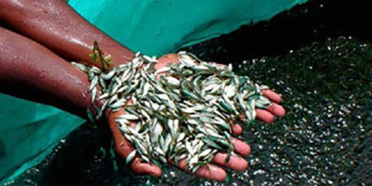 बाँकेमा दुई करोडभन्दा बढी माछाका भुरा उत्पादन