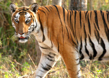 बाघकाे आक्रमणबाट बर्दियामा महिलाकाे ज्यान गयाे