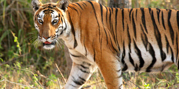 बाघकाे आक्रमणबाट बर्दियामा महिलाकाे ज्यान गयाे