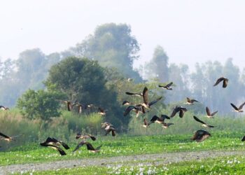 बाँकेमा २० प्रजातिका चरा भेटियो, बासस्थान भने सङ्कटमा