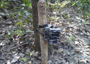 बाघ खोज्न ४ ठाउँमा क्यामेरा जडान