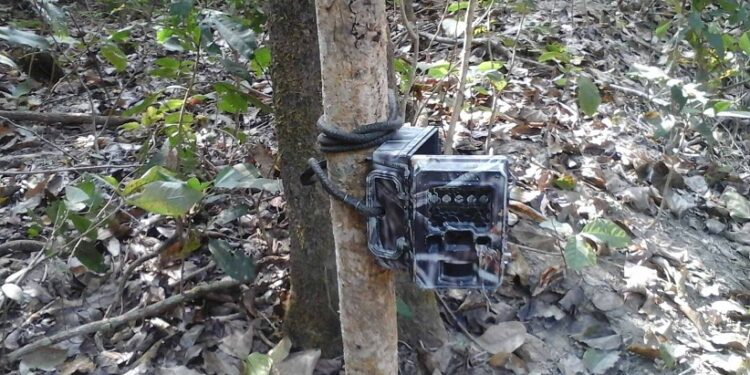 बाघ खोज्न ४ ठाउँमा क्यामेरा जडान