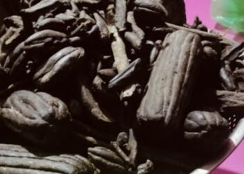 कैलालीमा चरेस र खैरो हेरोइन सहित ५ जना पक्राउ