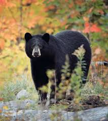 जुम्लामा भालुको आक्रमण दुई जना घाइते