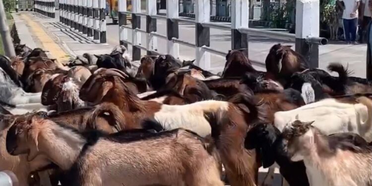 दसैंका लागि डडेल्धुराबाट दुई सय बढी खसीबोका महेन्द्रनगरमा बिक्रीका लागि