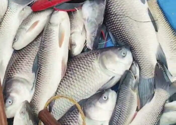 कञ्चनपुरमा प्रहरीले अवैध सामान बरामद