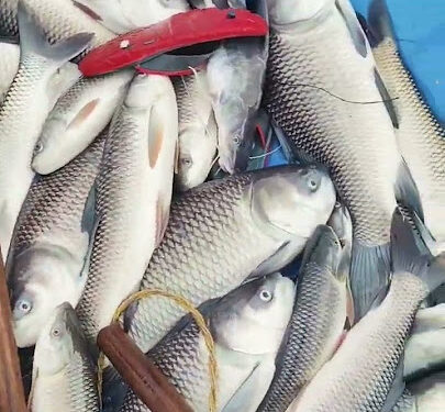 कञ्चनपुरमा प्रहरीले अवैध सामान बरामद