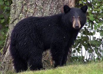 रसुवामा जंगली भालुको आक्रमण दुई जना गम्भीर घाइते