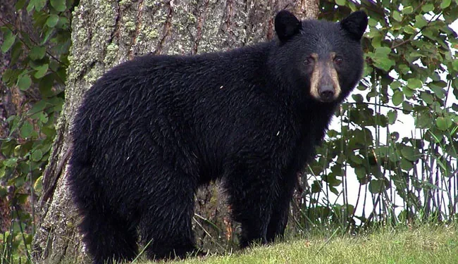 रसुवामा जंगली भालुको आक्रमण दुई जना गम्भीर घाइते